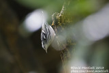 Black-and-white Warbler (Mniotilta varia)_Lighthouse valley (Corvo)