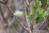 Philadelphia Vireo (Vireo philadelphicus)_Lapa (Corvo)