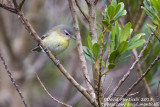 Philadelphia Vireo (Vireo philadelphicus)_Lapa (Corvo)