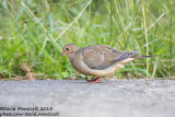 Mourning Dove (Zenaida macroura)_Vila Nova do Corvo (Corvo)