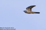 Oriental Cuckoo (Cuculus optatus)_Monetnyy (Yekaterinburg)