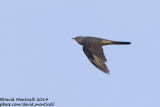 Oriental Cuckoo (Cuculus optatus)_Monetnyy (Yekaterinburg)