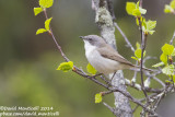 Lesser Whitethroat (Sylvia curruca)(ssp. blythi)_west of Severouralsk (Ural Mountains)