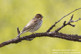 Little Bunting (Emberiza pusilla)_west of Severouralsk (Ural Mountains)