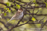 Little Bunting (Emberiza pusilla)_west of Severouralsk (Ural Mountains)
