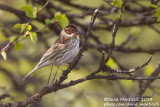 Little Bunting (Emberiza pusilla)_west of Severouralsk (Ural Mountains)