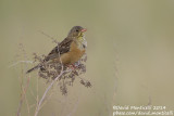 Ortolan Bunting (Emberiza hortulana)_west of Orsk (Orenburg Oblast)