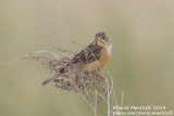 Ortolan Bunting (Emberiza hortulana)_west of Orsk (Orenburg Oblast)