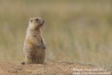 Steppe Marmot (Marmota bobak)_west of Orsk (Orenburg Oblast)