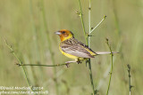 Red-headed Bunting (Emberiza bruniceps)(male)_near Malokhalilovo, west of Orsk (Orenburg Oblast)