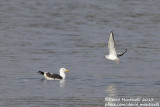 Bonapartes Gull (Chroicocephalus philadelphia) with Lesser Black-backed Gull (Larus fuscus)_Vila Nova de Gaia (Portugal)