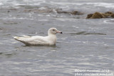 Glaucous Gull (Larus hyperboreus)_Angeiras (Portugal)