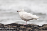 Glaucous Gull (Larus hyperboreus)_Angeiras (Portugal)