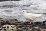 Glaucous Gull (Larus hyperboreus)_Angeiras (Portugal)
