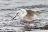 Glaucous Gull (Larus hyperboreus)_Angeiras (Portugal)