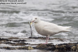 Glaucous Gull (Larus hyperboreus)_Angeiras (Portugal)