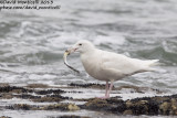 Glaucous Gull (Larus hyperboreus)_Angeiras (Portugal)