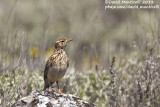 Duponts Lark (Chersophilus duponti)_Camino de San Frutos, Villaseca (Spain)