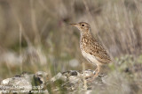 Duponts Lark (Chersophilus duponti)_Camino de San Frutos, Villaseca (Spain)