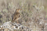 Duponts Lark (Chersophilus duponti)_Camino de San Frutos, Villaseca (Spain)