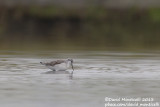 Wilsons Phalarope (Phalaropus tricolor)_Aveiro (Portugal)