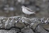 Wilsons Phalarope (Phalaropus tricolor)_Aveiro (Portugal)