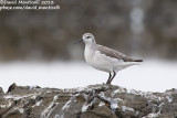 Wilsons Phalarope (Phalaropus tricolor)_Aveiro (Portugal)