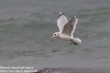 Thayers Gull (Larus thayeri)(adult)_San Cibrao, Galicia (Spain)