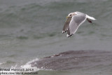 Thayers Gull (Larus thayeri)(adult)_San Cibrao, Galicia (Spain)