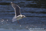 Thayers Gull (Larus thayeri)(adult)_San Cibrao, Galicia (Spain)