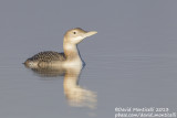 White-billed Diver (Gavia adamsii)_Lac du Der (France)