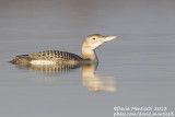 White-billed Diver (Gavia adamsii)_Lac du Der (France)