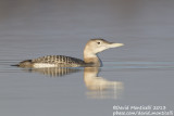 White-billed Diver (Gavia adamsii)_Lac du Der (France)