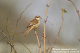 Brown Shrike (Lanius cristatus)(1st winter)_Azewijn, Doetinchem (The Netherlands)