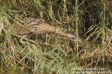 Bittern (Botaurus stellaris)_Rosa de Catalina Garcia, Fuerteventura (Canary Is.)