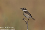Fuerteventura Stonechat (Saxicola dacotiae)_Rosa de Catalina Garcia, Fuerteventura (Canary Is.)