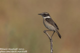 Fuerteventura Stonechat (Saxicola dacotiae)_Rosa de Catalina Garcia, Fuerteventura (Canary Is.)