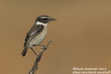 Fuerteventura Stonechat (Saxicola dacotiae)_Rosa de Catalina Garcia, Fuerteventura (Canary Is.)