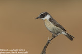 Fuerteventura Stonechat (Saxicola dacotiae)_Rosa de Catalina Garcia, Fuerteventura (Canary Is.)