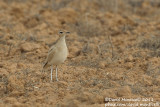 Cream-coloured Courser (Cursiorus cursior)_El Cotillo, Fuerteventura (Canary Is.)
