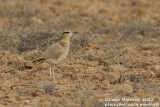 Cream-coloured Courser (Cursiorus cursior)_El Cotillo, Fuerteventura (Canary Is.)