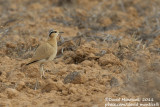Cream-coloured Courser (Cursiorus cursior)_El Cotillo, Fuerteventura (Canary Is.)