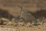 Houbara Bustard (Chlamydotis undulata)(ssp. fuertaventurae)_El Cotillo, Fuerteventura (Canary Is.)