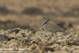 Houbara Bustard (Chlamydotis undulata)(ssp. fuertaventurae)_El Cotillo, Fuerteventura (Canary Is.)