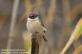 Fuerteventura Stonechat (Saxicola dacotiae)_Puerto del Rosario, Fuerteventura (Canary Is.)