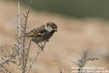 Spanish Sparrow (Passer hispaniolensis)(male)_Los Molinos, Fuerteventura (Canary Is.)