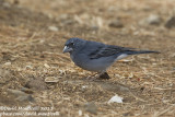 Blue Chaffinch (Fringilla teydea)(ssp. teydea)_Las Lajas picnic site, Tenerife (Canary Is.)