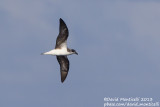 Feas Petrel (Pterodroma feae)_Banco de la Concepcion, off Lanzarote (Canary Is.)