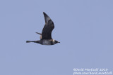 Pomarine Skua (Stercorarius pomarinus)(adult)_Banco de la Concepcion, off Lanzarote (Canary Is.)