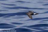Madeiran Storm-petrel (Oceanodroma castro)_Banco de la Concepcion, off Lanzarote (Canary Is.)